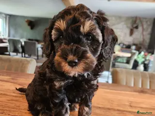 Labradoodle honden 3 Prachtige sheltiedoodle labradoodle pups - Advertentie 6