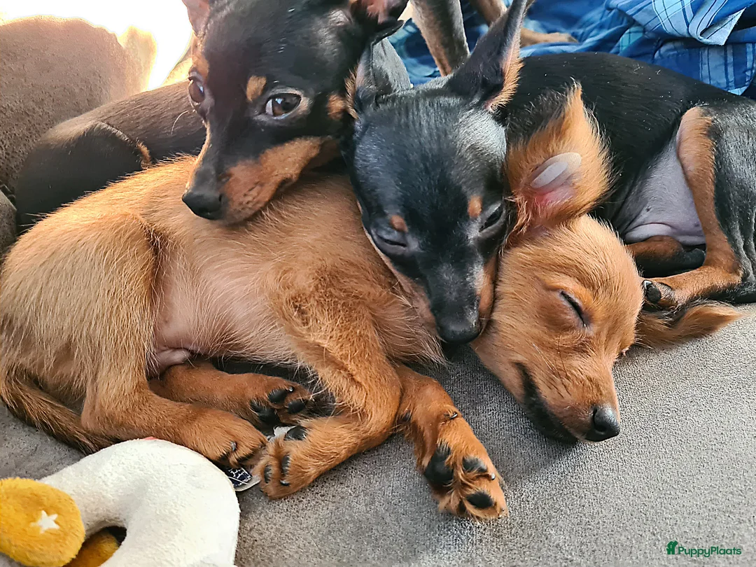 Praagse Rattler honden te koop:  Raszuivere puppy's Praagse rattler  - Advertentie 1