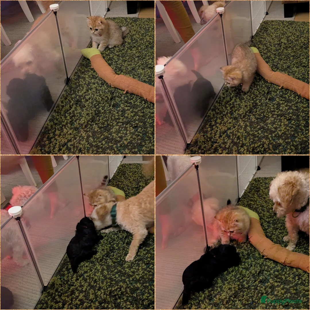 Maltipoo honden te koop: Fantastisch zwarte Maltipoo F1b 🥰 Anti-allergie - Advertentie 5