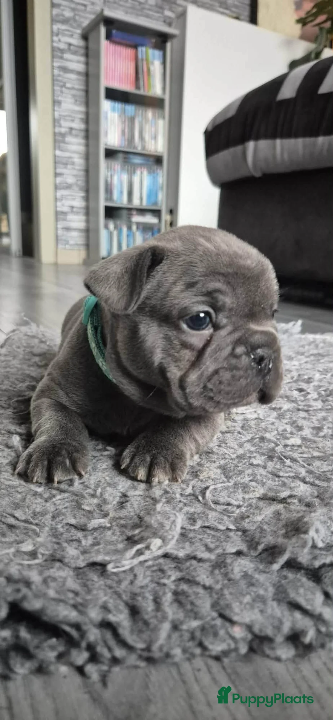 Franse Bulldog honden te koop:  Prachtige Blauwe Bulldog puppy’s thuisnestje - Advertentie 30