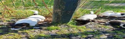Jack Russel Terriër honden te koop: Zuiver gefokte JACK RUSSELTJES ruw + Broken + glad - Advertentie 13