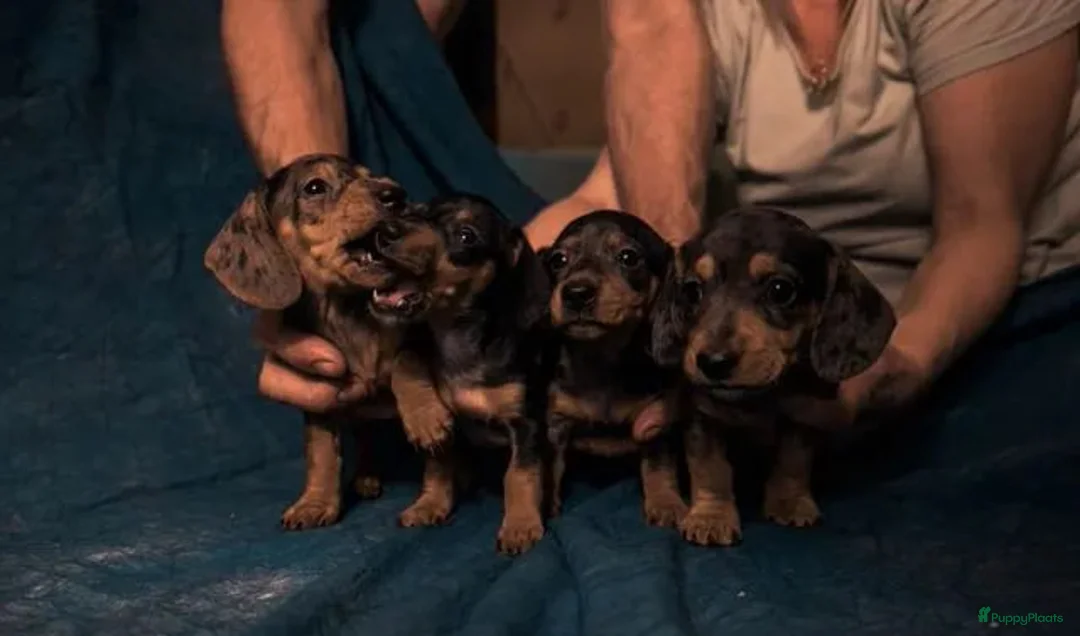 Teckel (korthaar)  honden te koop: Teckelpuppy's - Advertentie 2