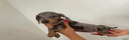 Teckel (korthaar)  honden te koop: 🐾 Prachtige Dwergteckel Blue & Tan pups 🐾 - Advertentie 12