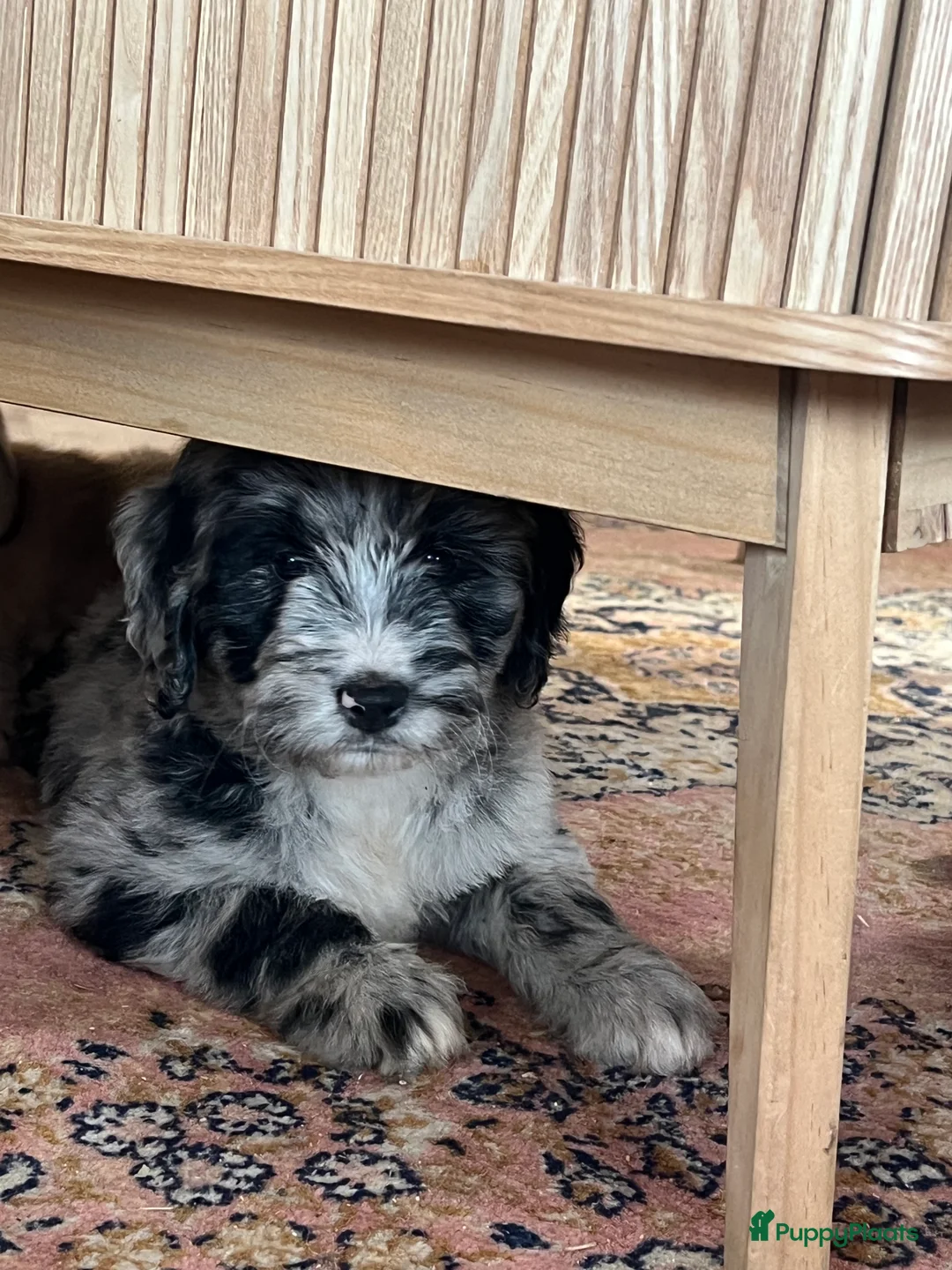 Kruising honden te koop: Prachtige aussidoodle pups - Advertentie 6