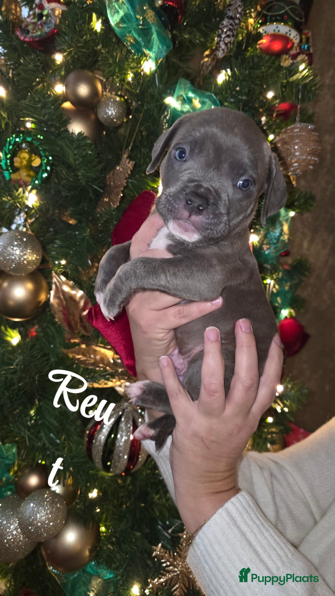 Amerikaanse Bully honden te koop: Pocket bully bleu grey  - Advertentie 1