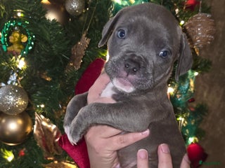 Amerikaanse Bully honden Pocket bully bleu grey - Advertentie 13