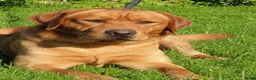 Labradoodle honden te koop: Lieve,sociale labradoodle F1 pups beschikbaar  - Advertentie 2