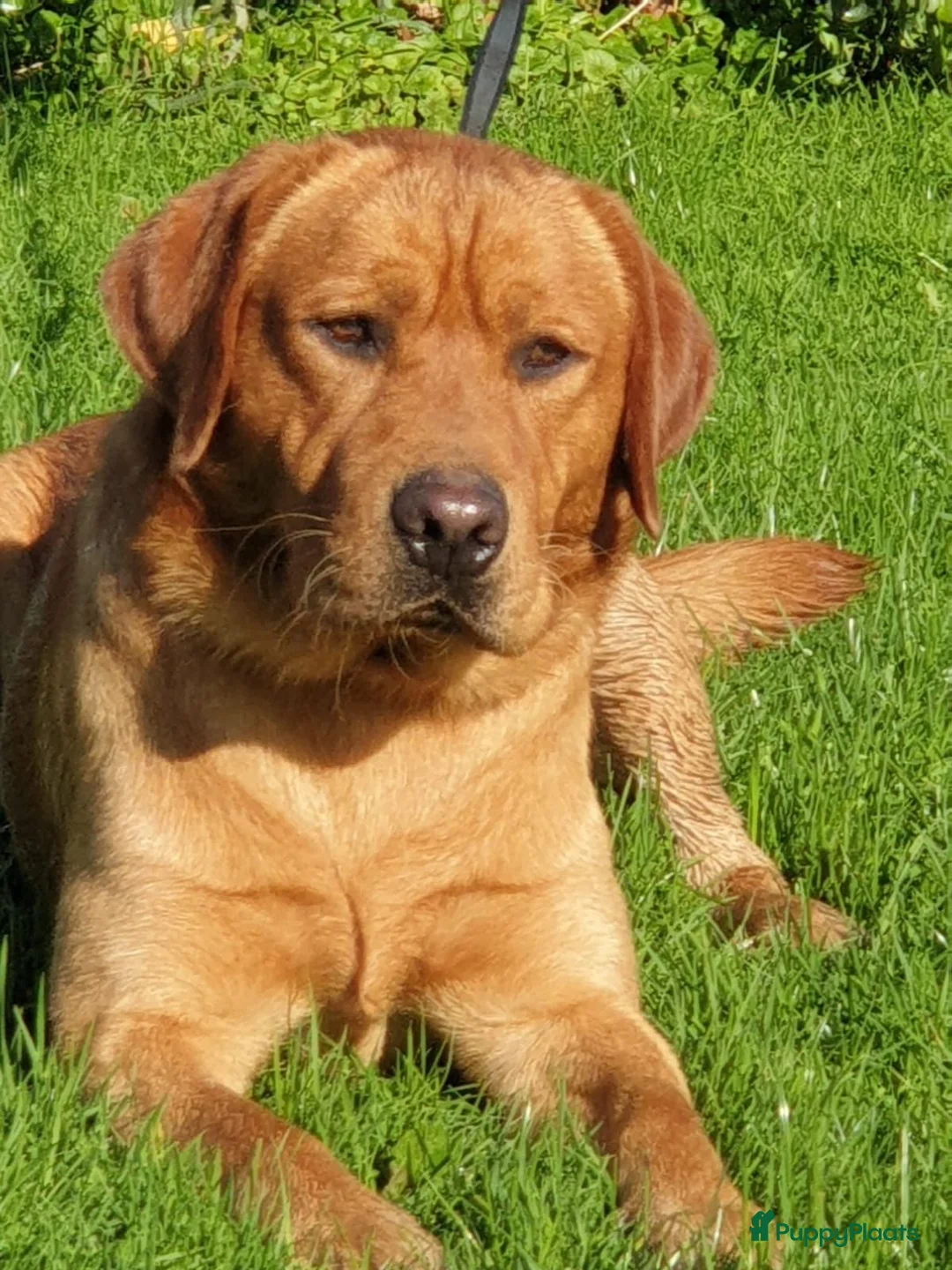 Labradoodle honden te koop: Lieve,sociale labradoodle F1 pups beschikbaar  - Advertentie 2