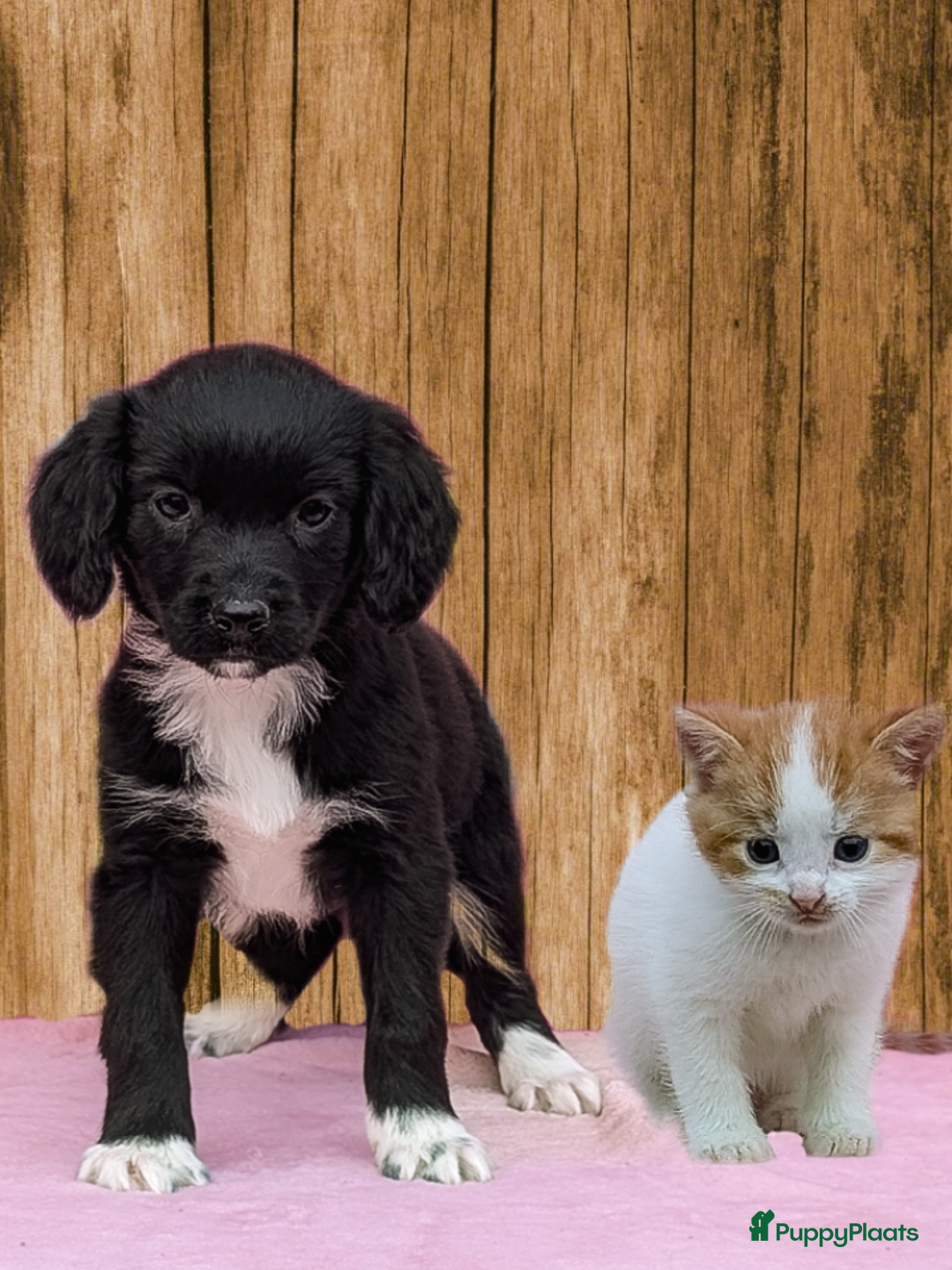Friese Stabij honden te koop: Prachtige friese stabij x border collie pups  - Advertentie 1