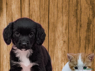 Friese Stabij honden Prachtige friese stabij x border collie pups - Advertentie 2