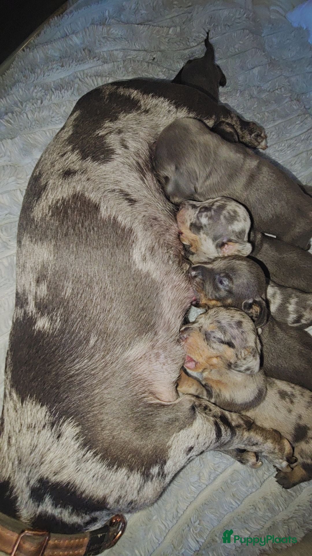 Teckel (korthaar)  honden 💙 STUNNING MINIATURE DACHSHUND PUPPIES FOR SALE . - Advertentie 2