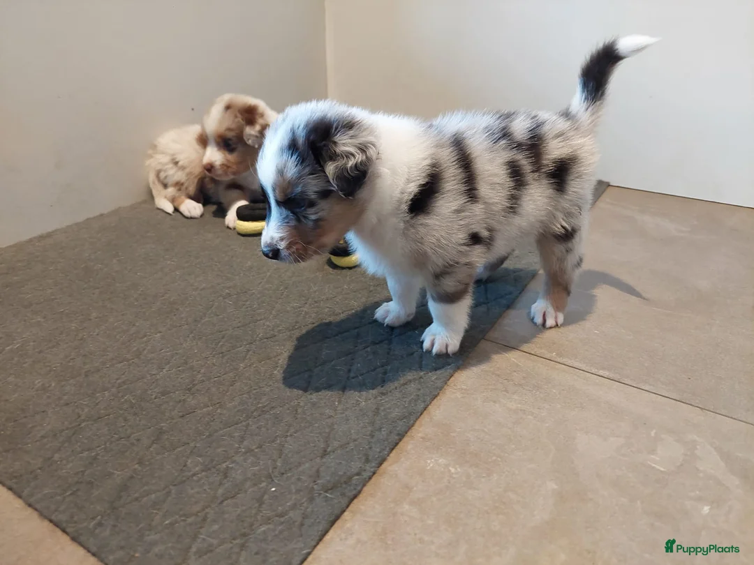 Australian Shepherd honden te koop: 🐾 Warme thuis voor Australian Shepherd pups 🐾 - Advertentie 7