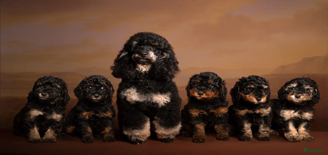 Galerij afbeelding {{count}}