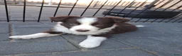 Border Collie honden te koop: Border collie pups - Advertentie 6