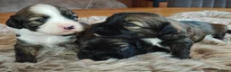 Tibetaanse Terriër honden te koop: Raszuivere Tibetaanse Terriër pups  - Advertentie 1