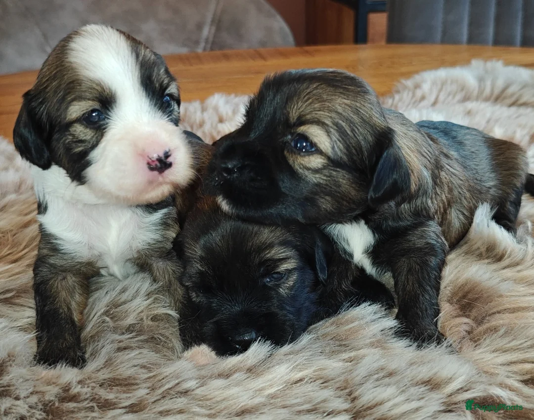 Tibetaanse Terriër honden te koop: Raszuivere Tibetaanse Terriër pups  - Advertentie 1