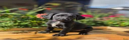 Kruising honden te koop: Nog 3 geweldige pups – Labradoodle x Dalmatiër - Advertentie 4