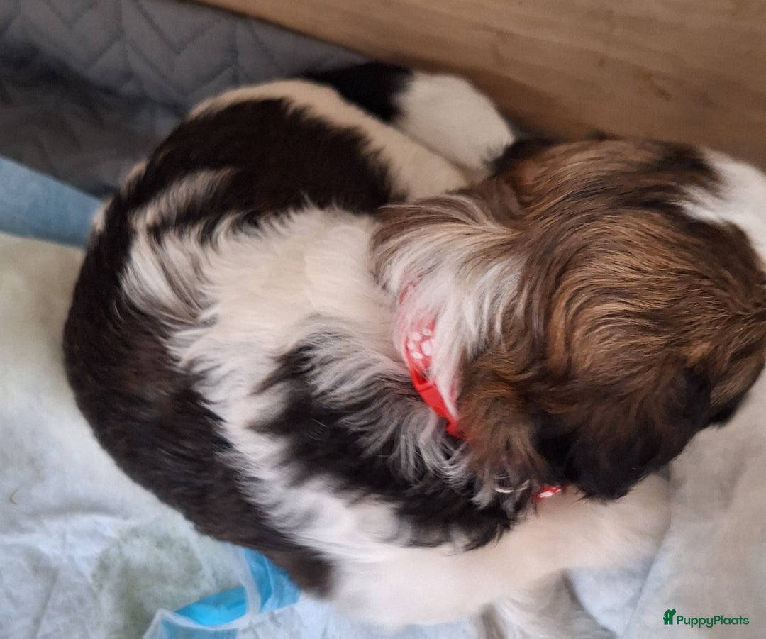 Lhasa Apso honden te koop: Wij zijn Lhasa-apso-boemwrtjes - Afbeelding 7