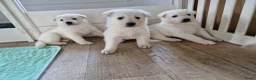 Zwitserse Witte Herdershond honden te koop: zwitserse witte herder pups - Advertentie 3
