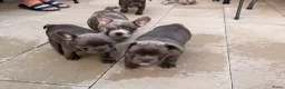 Franse Bulldog honden te koop: Franse bulldog pups - Merle- grey/blue-white/grey - Advertentie 3