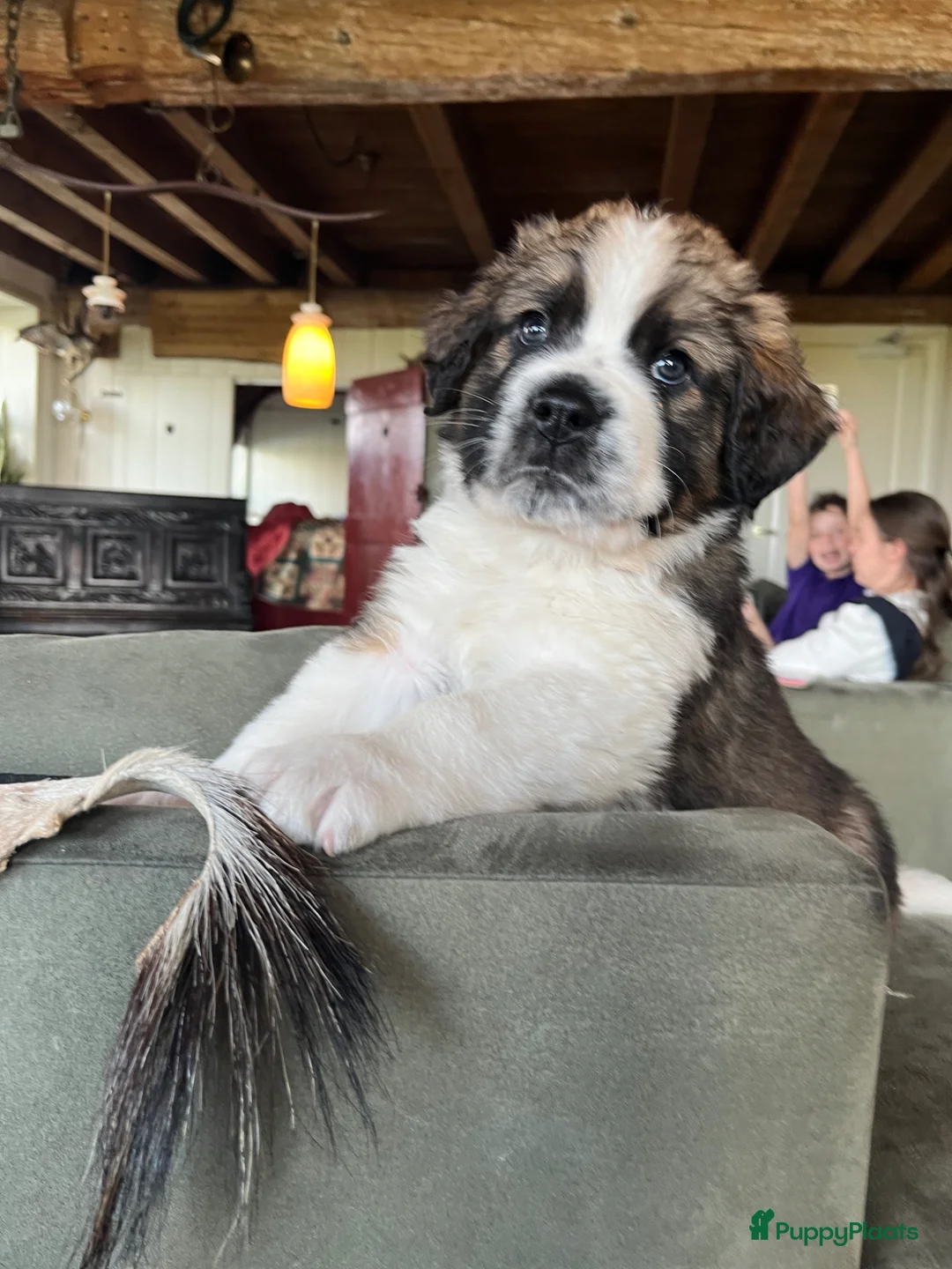 Kruising honden te koop: Super lieve Sint Berner pups - Advertentie 2