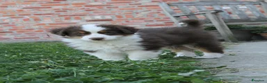 Australian Shepherd Puppy 2