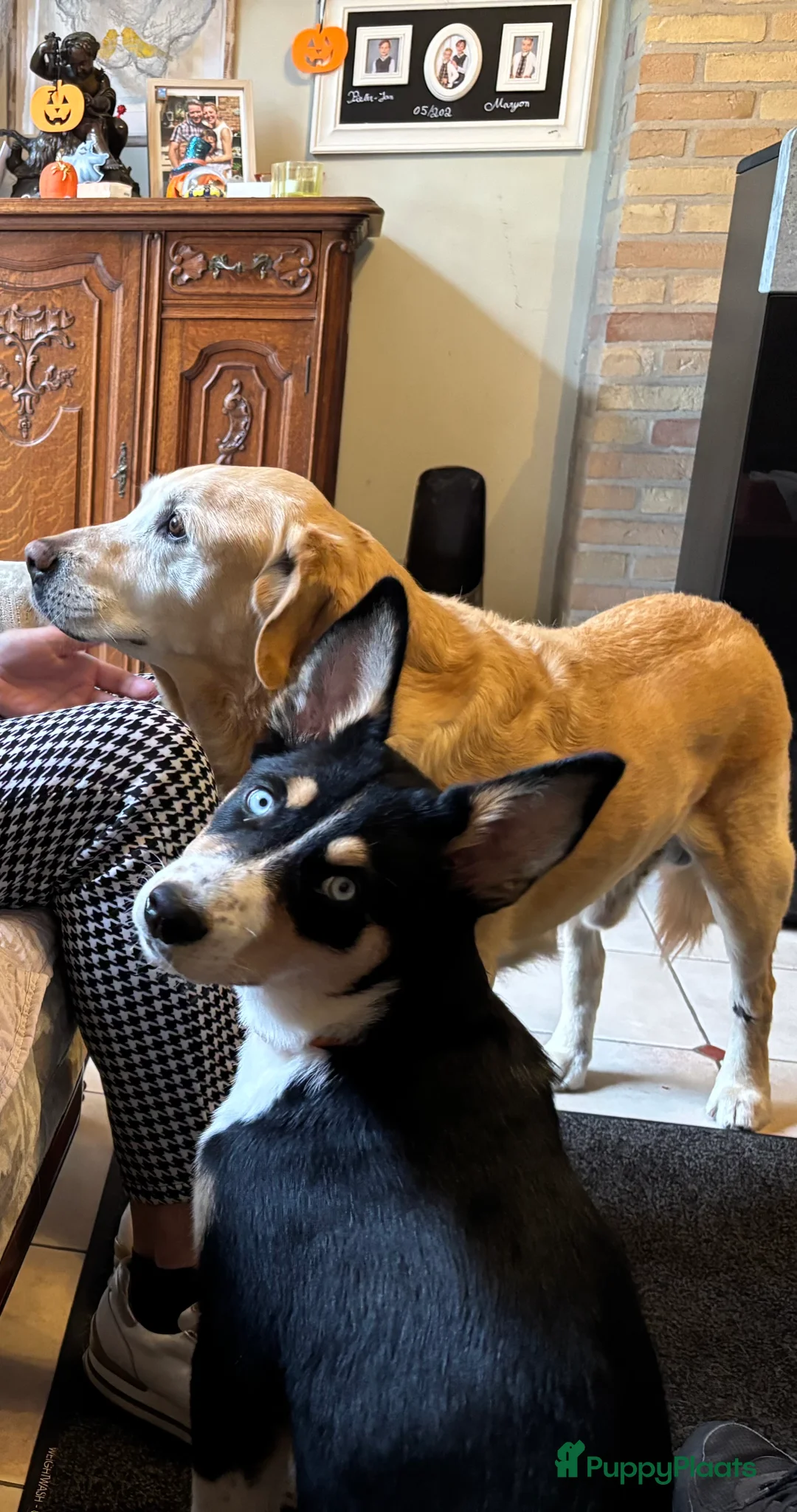 Kruising honden te koop:  Husky kruising dobermans is netjes  - Advertentie 18