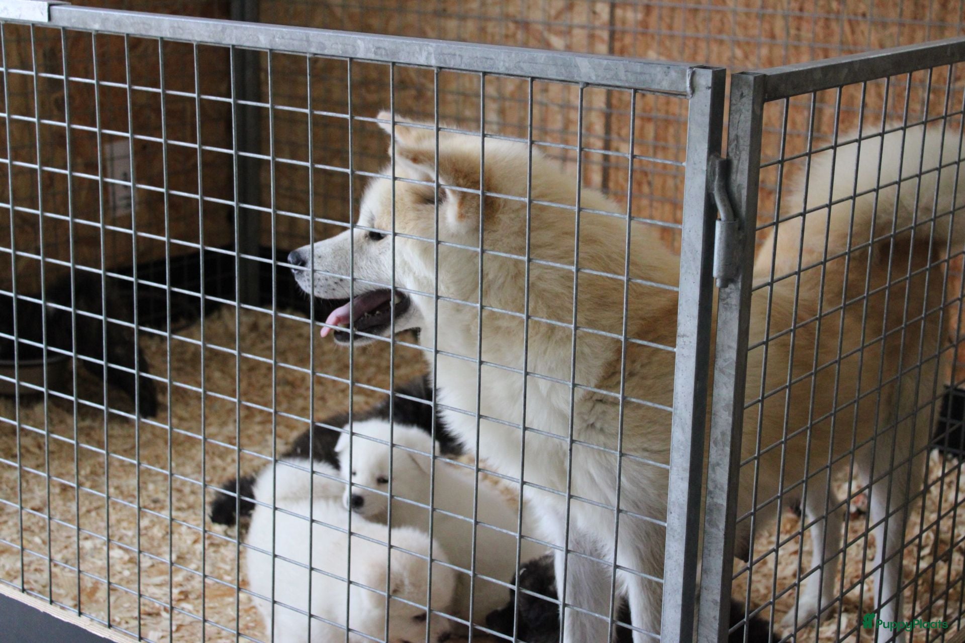 Akita honden Zeldzaam mooie Japanse Akita Inu pups - Advertentie 1