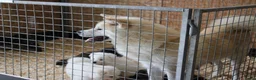 Akita honden te koop: Zeldzaam mooie Japanse Akita Inu pups - Advertentie 1