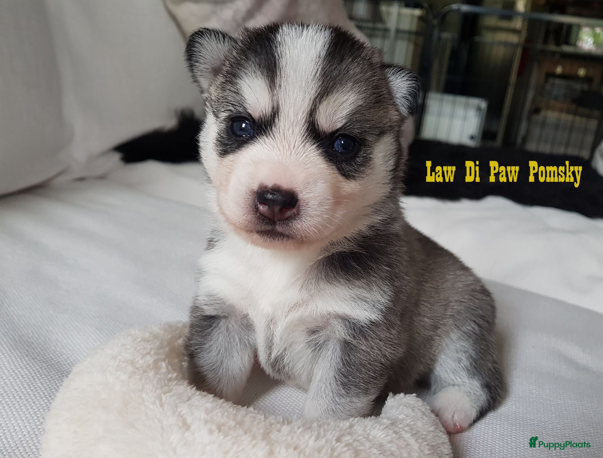 Pomsky honden Pomsky puppy’s F4+, 100% Amerikaanse bloedlijn - Advertentie 1