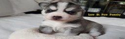 Pomsky honden te koop: Pomsky puppy’s F4+, 100% Amerikaanse bloedlijn - Advertentie 2