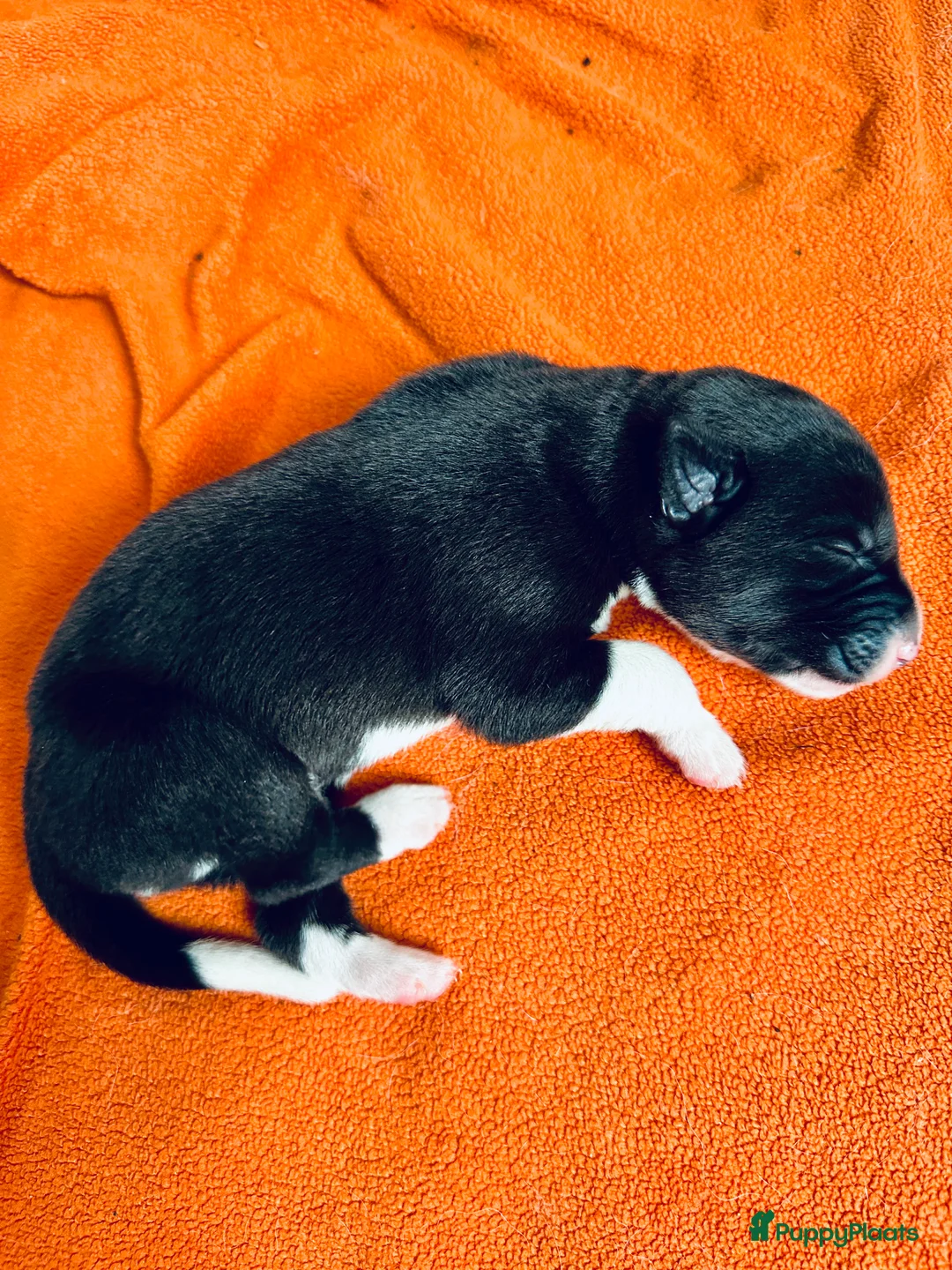 Kruising honden te koop: Lieve puppies te koop - Advertentie 5