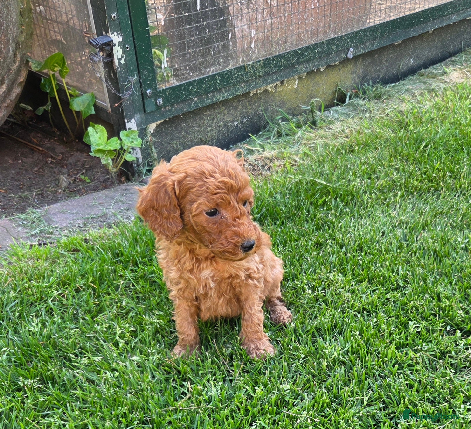 Kruising honden Labradoodle pups kleine medium F4 reutjes - Advertentie 6