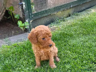 Kruising honden Labradoodle pups kleine medium F4 reutjes - Advertentie 6