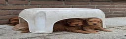 Maltipoo honden te koop: 6 maltipoo's geboren op onze dagbesteding! - Advertentie 4