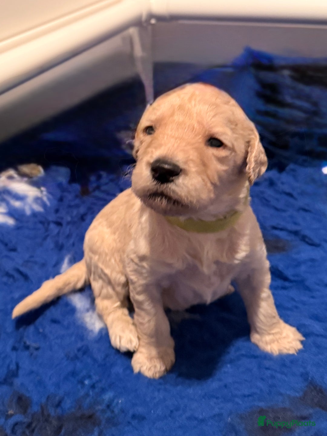 Kruising honden te koop: Goldendoodle/labradoodle  - Advertentie 2