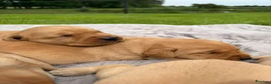 Labrador Retriever Puppy 2