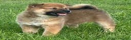 Shiba honden te koop: Bijzondere Shiba inu puppies - Advertentie 4