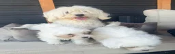 Maltezer honden te koop: Maltezer pups  - Advertentie 2
