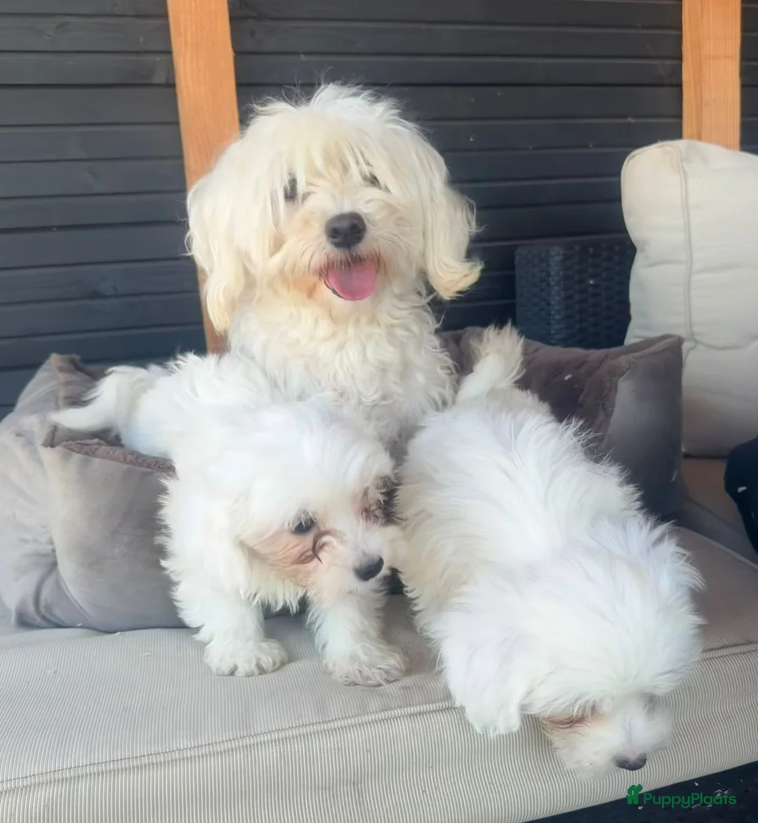 Maltezer honden te koop: Maltezer pups  - Advertentie 2