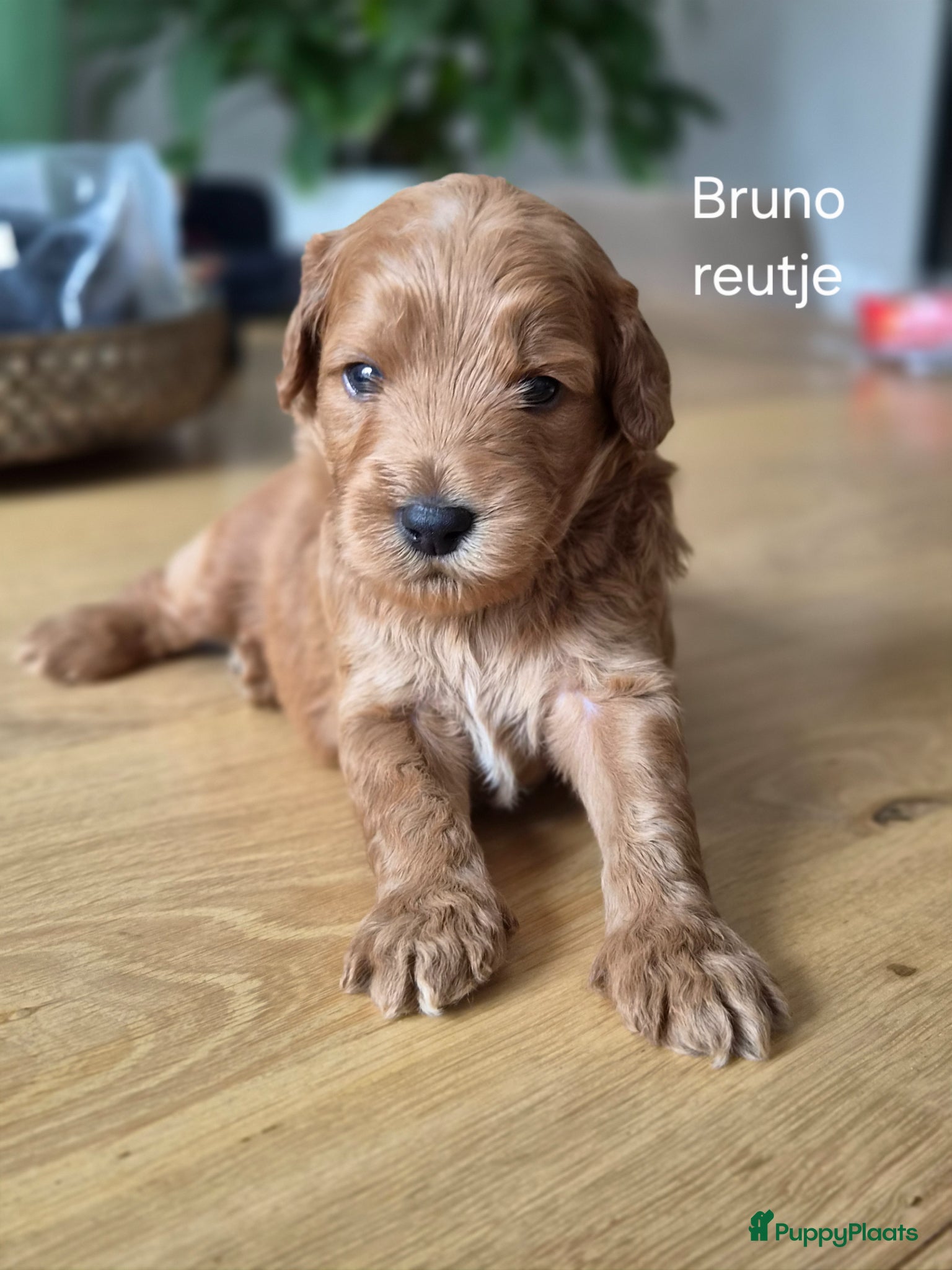 Australian Labradoodle honden Prachtige medium labradoodle pups - Advertentie 2