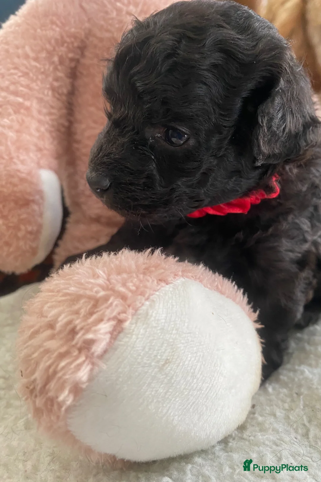 Poedel Toy honden te koop: Toypoedel/toy poedel - Advertentie 10