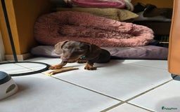 Teckel (korthaar)  honden te koop: 2 reutjes zoeken nieuw huisje - Afbeelding 6