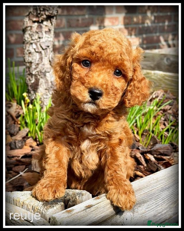 Kruising honden Maltipoo F1b pups - Advertentie 2
