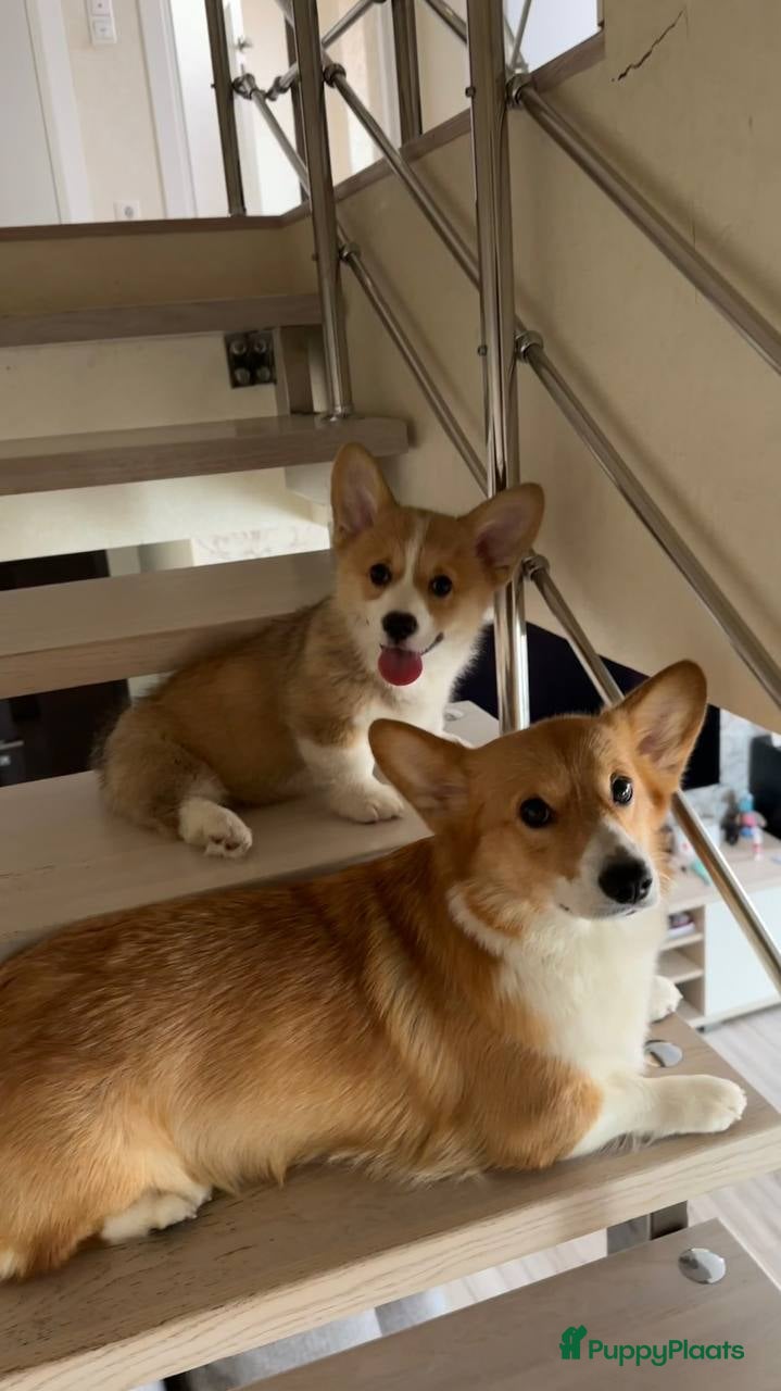 Welsh Corgi Pembroke honden Corgi pups - Advertentie 1