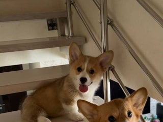 Welsh Corgi Pembroke honden Corgi pups - Advertentie 1