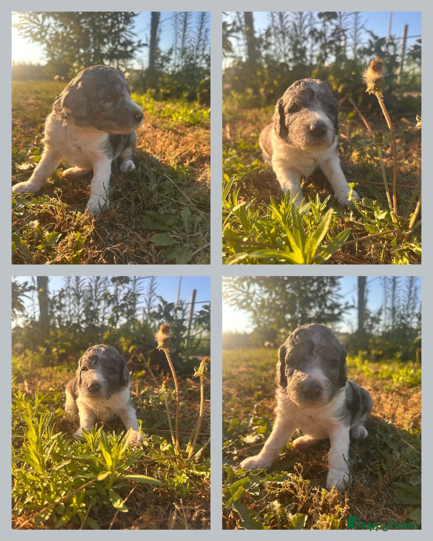 Poedel honden grote poedel pups - Advertentie 2