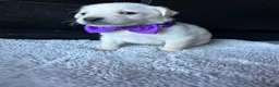 Goldendoodle honden te koop: Mini golden-doodle pups!  - Advertentie 7