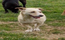 Kruising honden ter adoptie: maverick een zeer leuk hondje in Ridderkerk - Afbeelding 5