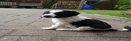 Friese Stabij honden te koop: friese stabij pups - Advertentie 3